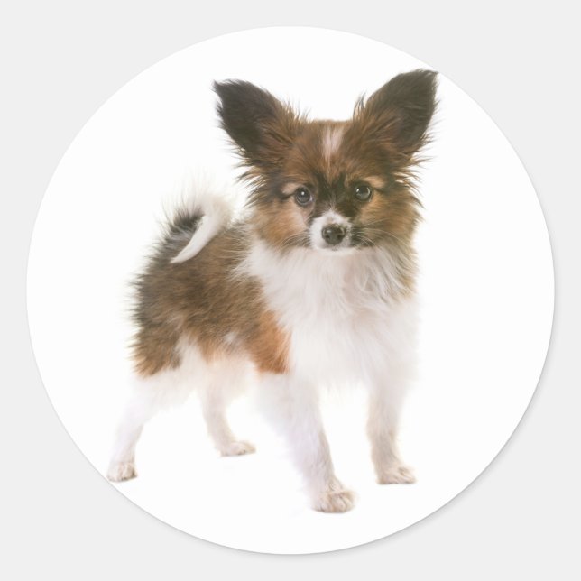 Love Papillon Puppy Dog Hello, Thinking of You Classic Round Sticker (Front)