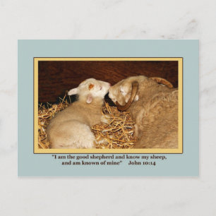 LOVE & PEACE   Postcard