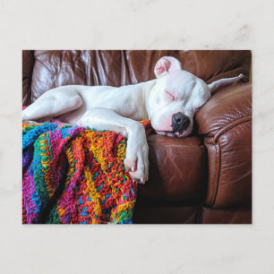 Love Pitbull Dog Sleeping on the Couch Postcard