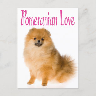 Love Pomeranian Puppy Dog Blank Post Card