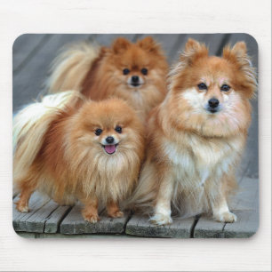 Love Pomeranian Puppy Dog Mousepad