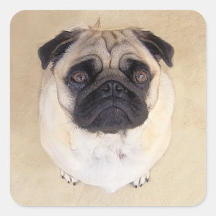 Love Pug Puppy Dog Stickers / Seals