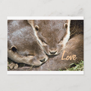 Love Quote - Otters Postcard