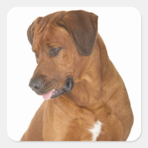 Love Rhodesian Ridgeback Puppy Dog Stickers