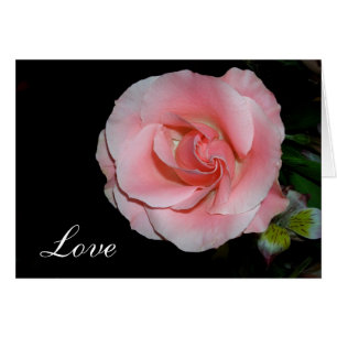 Love Rose