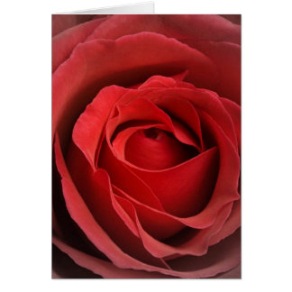Love Rose Card