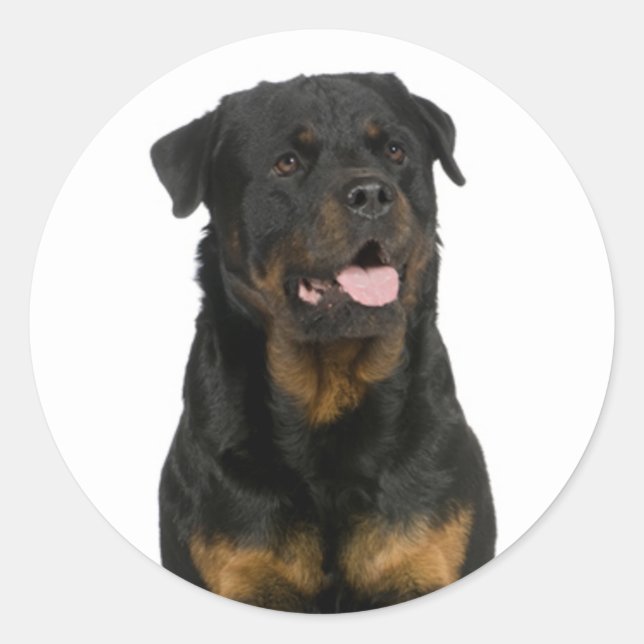 Love Rottweiler Puppy Dog Sticker / Seal (Front)