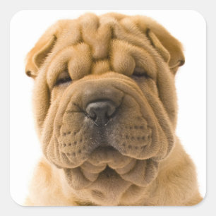 Love Shar Pei Puppy Dog Sticker / Seals