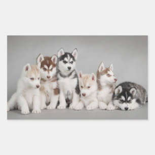 Love Siberian Huskies Rectangular Sticker