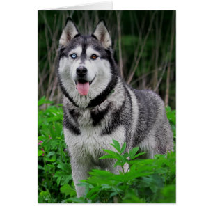 Love Siberian Husky Puppy Dog - Blank