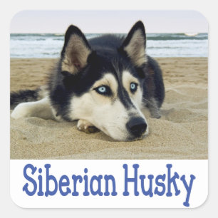 Love Siberian Husky Puppy Dog Greeting Stickers