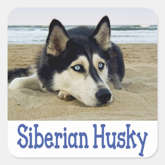 Love Siberian Husky Puppy Dog Greeting Stickers (Front)