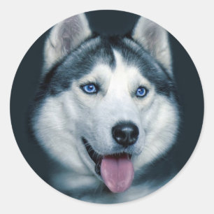 Love Siberian Husky Puppy Dog Greeting Stickers
