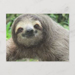 Love Sloths Holiday Postcard