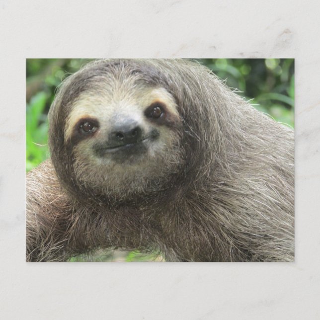 Love Sloths Holiday Postcard (Front)