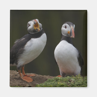 Love Song Puffins Magnet
