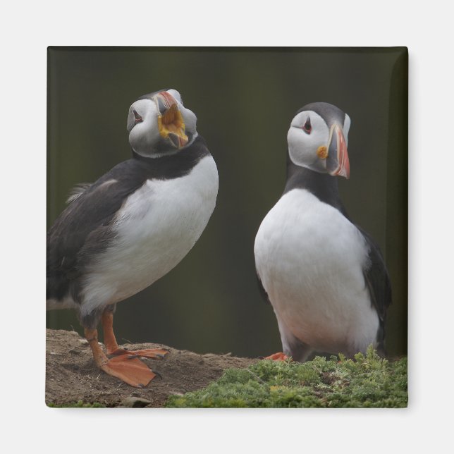 Love Song Puffins Magnet (Front)