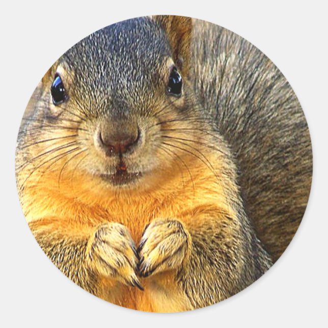 Love Squirrel_ Classic Round Sticker (Front)