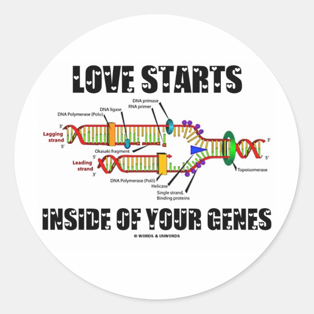 Love Starts Inside Of Your Genes (DNA Replication) Classic Round Sticker (Front)