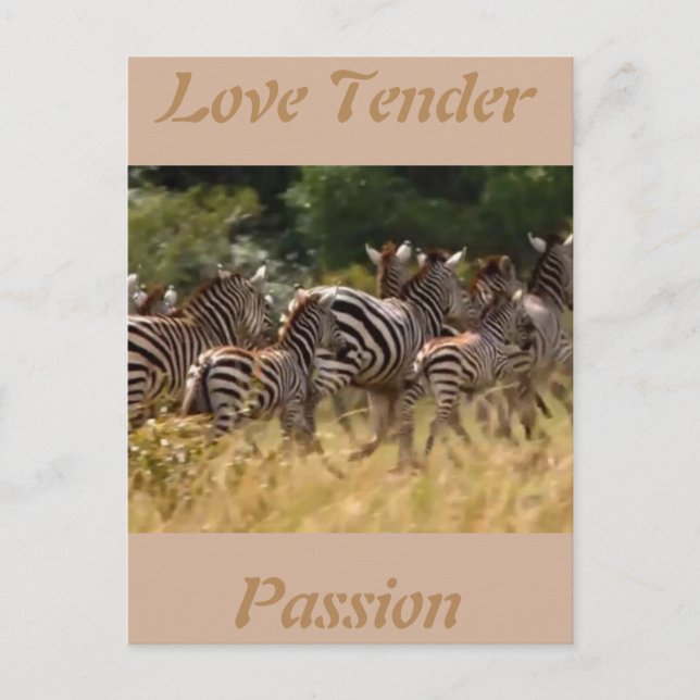 Love tender passion African Zebra cool cards (Front)