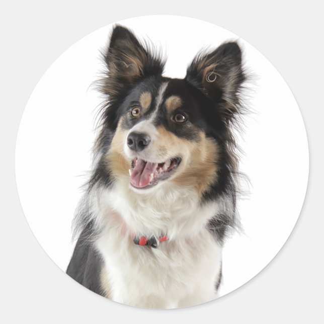 Love Tri-Colour Border Collie Puppy Dog Classic Round Sticker (Front)