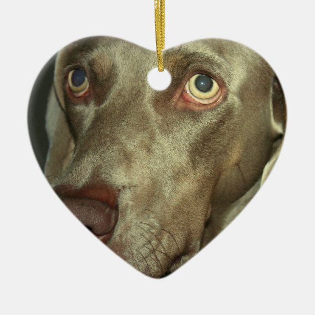 Love Weimaraner  Ornament (Front)