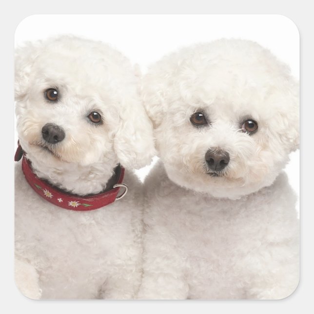 Love White Bichon Frise Puppy Dog Stickers (Front)