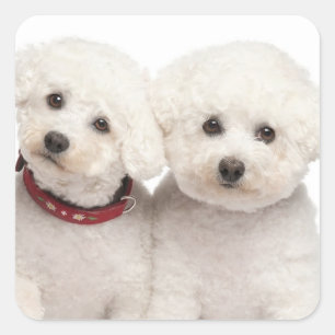 Love White Bichon Frise Puppy Dog Stickers