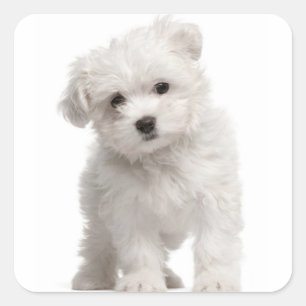 Love White Maltese Puppy Dog Canine Square Sticker