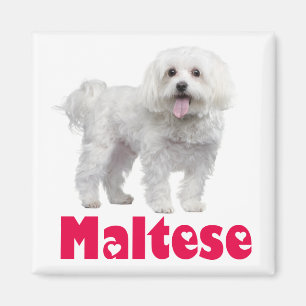 Love White Maltese Puppy Dog Fridge Magnet