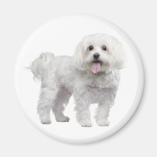 Love White Maltese Puppy Dog Fridge Magnet (Front)