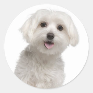Love White Maltese Puppy Dog Stickers Seal