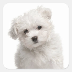Love White Maltese Puppy Dog Stickers Seal