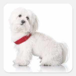 Love White Maltese Puppy Dog Stickers Seal