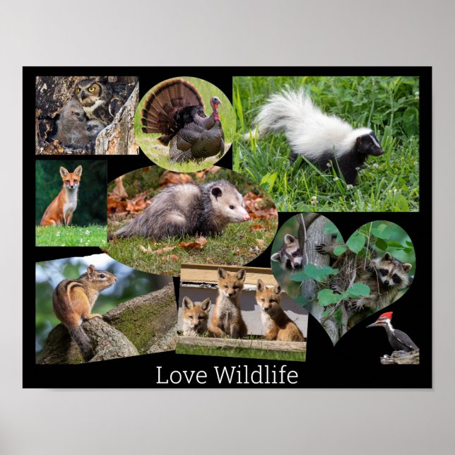 Love Wildlife Cute Animals Poster (Front)