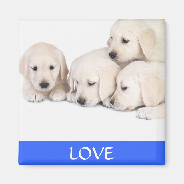Love Yellow Labrador Retreiver  Puppies Magnet (Front)