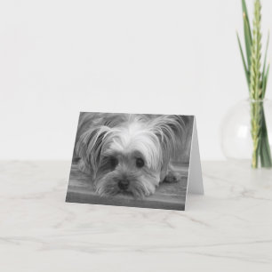 Love Yorkshire Terrier Puppy Dog Blank Card