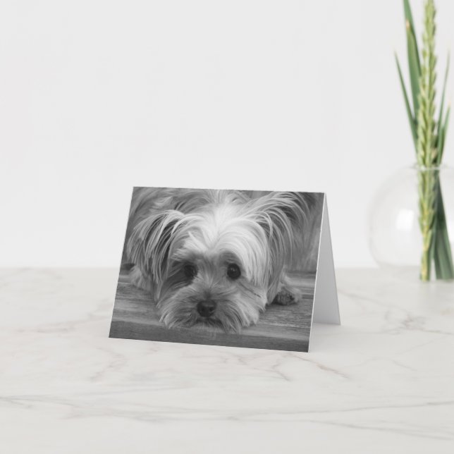 Love Yorkshire Terrier Puppy Dog Blank Card (Front)