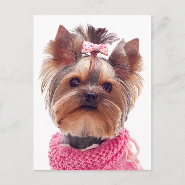 Love Yorkshire Terrier Puppy Dog Blank Post Card (Front)