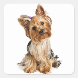 Love Yorkshire Terrier Puppy Dog Sticker / Seals