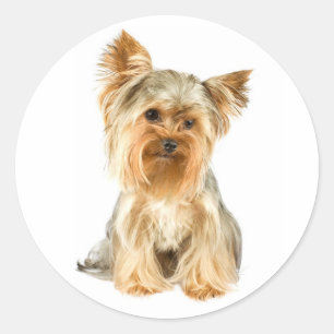 Love Yorkshire Terrier Puppy Dog Sticker / Seals