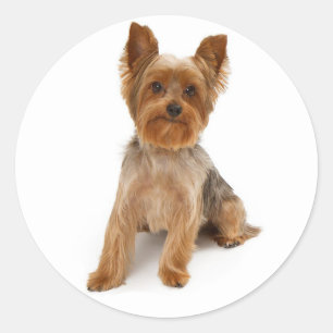 Love Yorkshire Terrier Puppy Dog Sticker / Seals