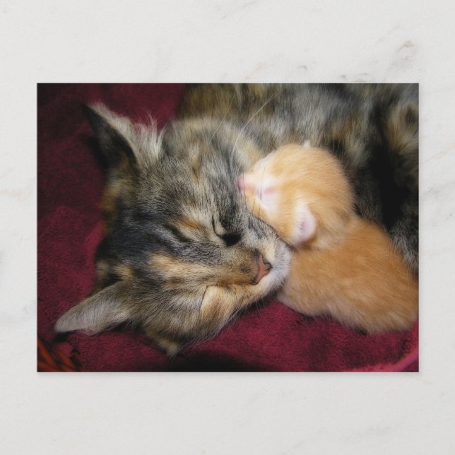 Love You Mum Postcard (Front)