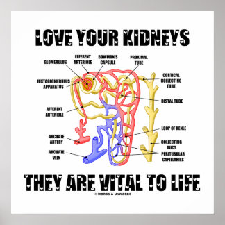 Love Your Kidneys They Are Vital To Life (Nephron) Poster