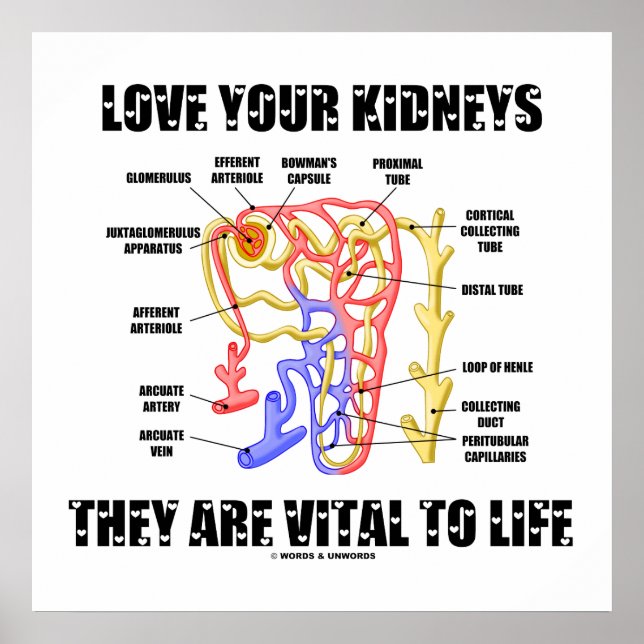 Love Your Kidneys They Are Vital To Life (Nephron) Poster (Front)