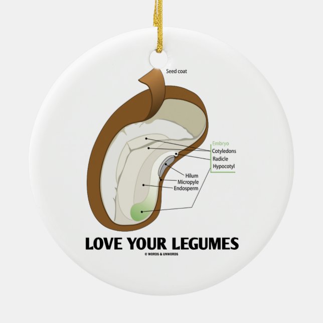 Love Your Legumes (Bean Dicotyledon) Ceramic Tree Decoration (Back)