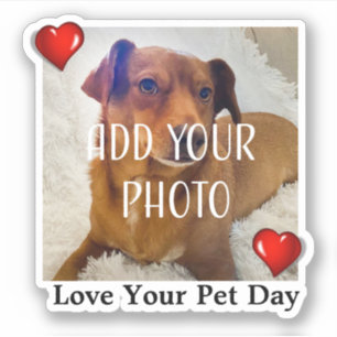 Love Your Pet Day