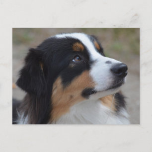 Loveable Australian Shepherd Postcard