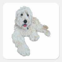 Loveable Goldendoodle