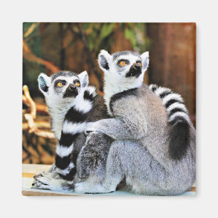 Loveable Lemurs Magnet